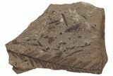 Metasequoia Fossil Plate - McAbee Fossil Beds, BC #220692-1